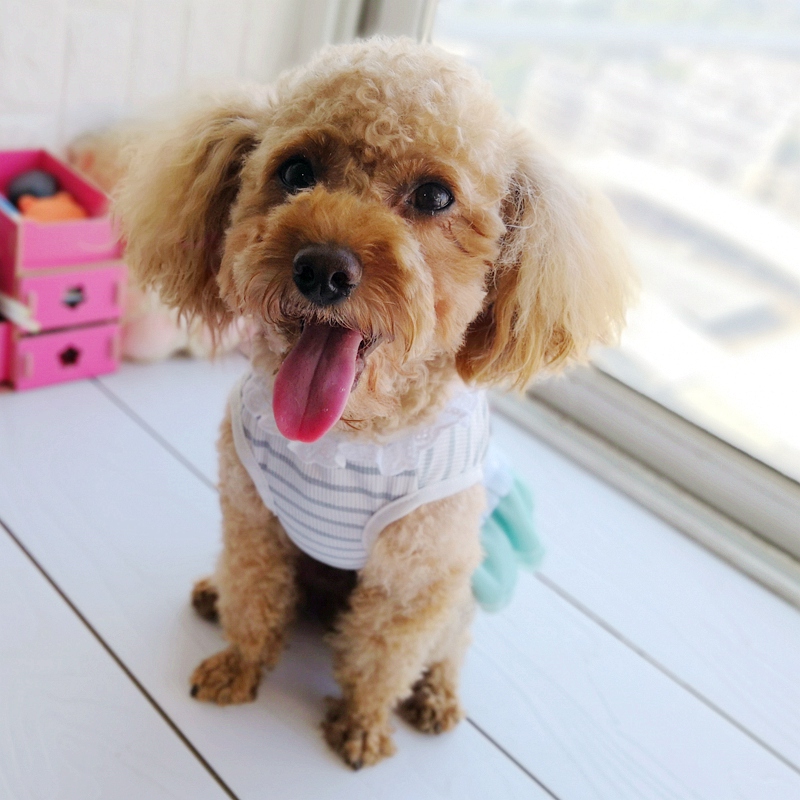 Cheap On Sale Pet Dress For Do - Baby Clothing Sale ulasan dan harga